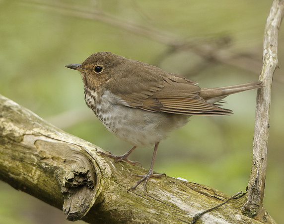 Swainson's Thrush Catharus ustulatus