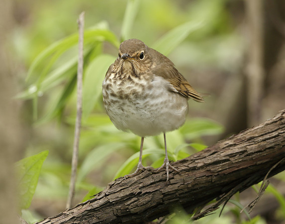 Swainson's Thrush Catharus ustulatus