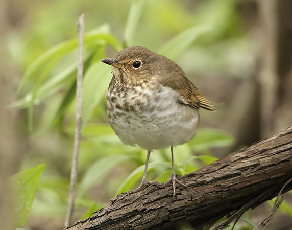 Swainson's Thrush Catharus ustulatus