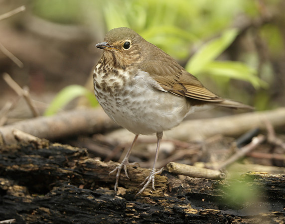 Swainson's Thrush Catharus ustulatus