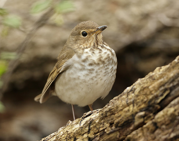 Swainson's Thrush Catharus ustulatus