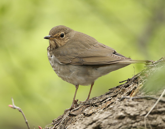 Swainson's Thrush Catharus ustulatus