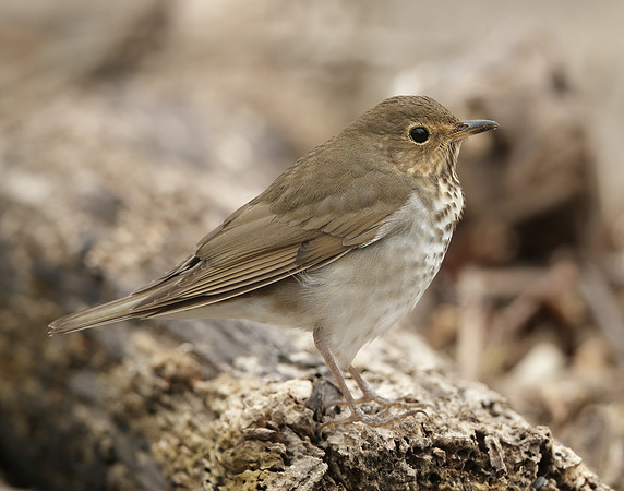 Swainson's Thrush Catharus ustulatus