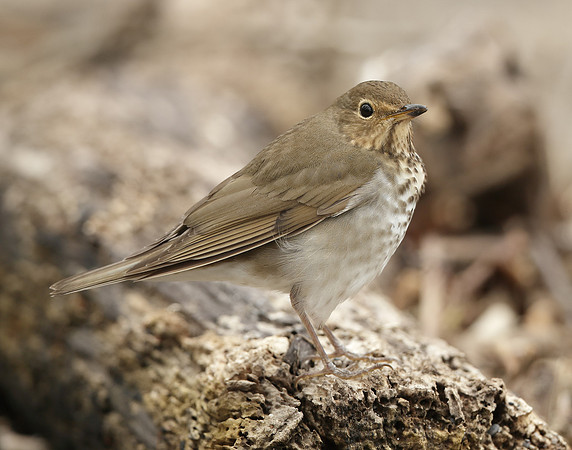 Swainson's Thrush Catharus ustulatus