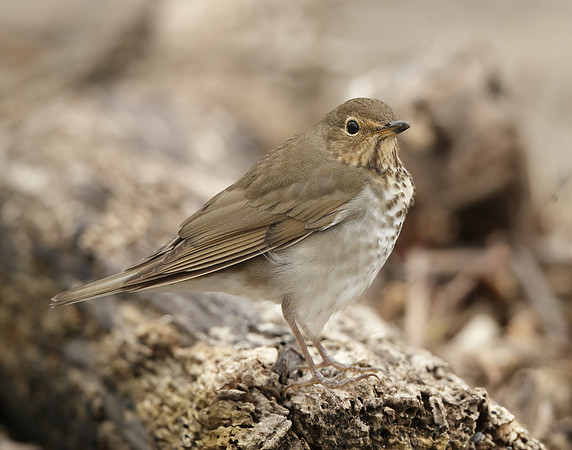 Swainson's Thrush Catharus ustulatus