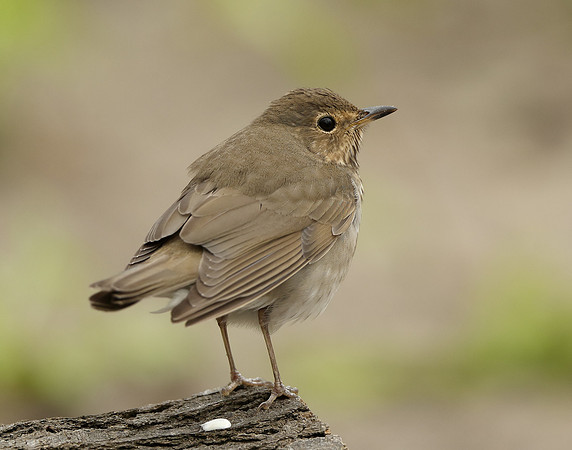 Swainson's Thrush Catharus ustulatus