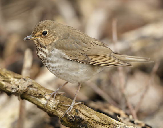 Swainson's Thrush Catharus ustulatus