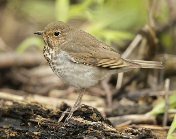 Swainson's Thrush Catharus ustulatus