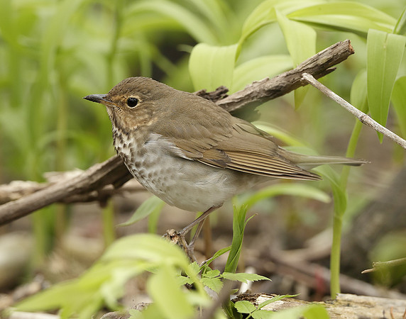 Swainson's Thrush Catharus ustulatus