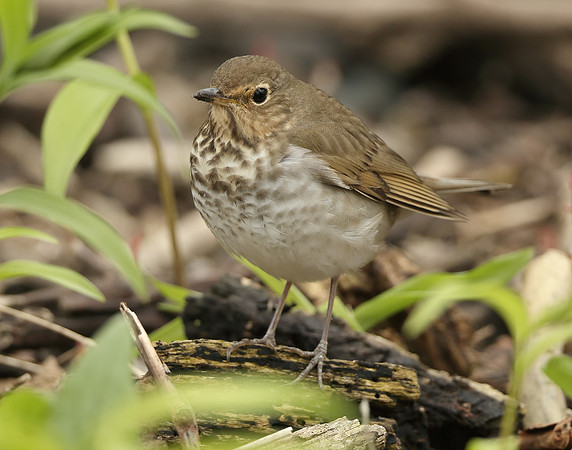 Swainson's Thrush Catharus ustulatus