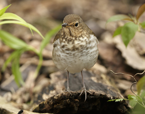 Swainson's Thrush Catharus ustulatus