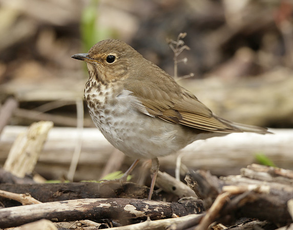 Swainson's Thrush Catharus ustulatus