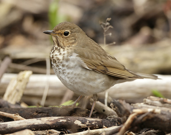 Swainson's Thrush Catharus ustulatus