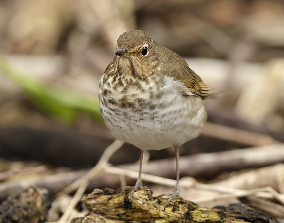 Swainson's Thrush Catharus ustulatus