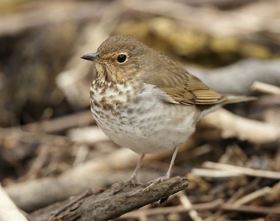 Swainson's Thrush Catharus ustulatus