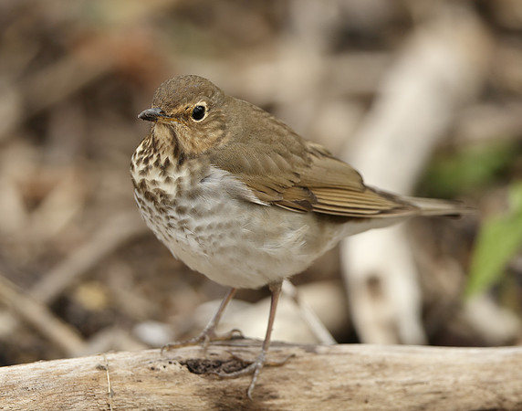 Swainson's Thrush Catharus ustulatus