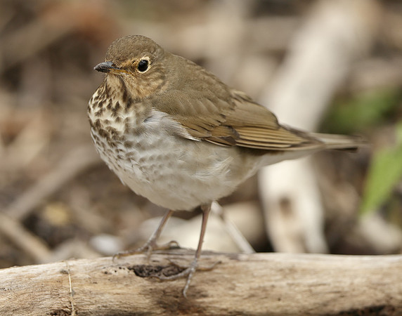 Swainson's Thrush Catharus ustulatus