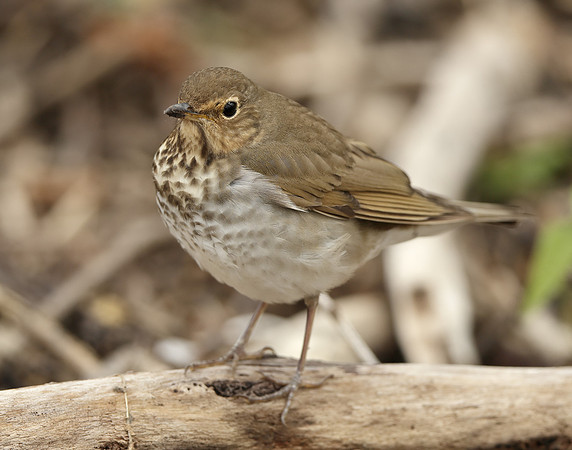 Swainson's Thrush Catharus ustulatus