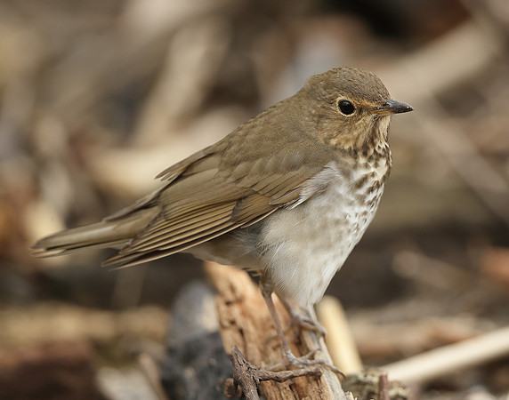 Swainson's Thrush Catharus ustulatus