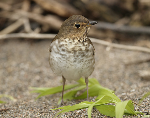 Swainson's Thrush Catharus ustulatus