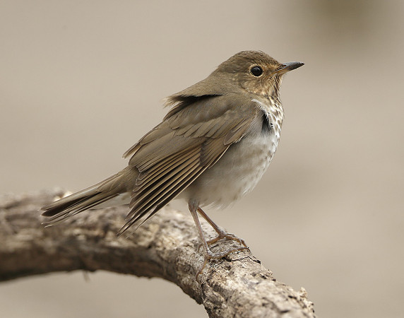 Swainson's Thrush Catharus ustulatus