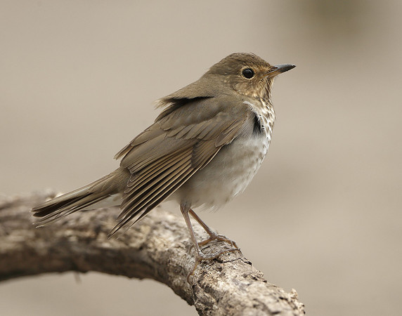Swainson's Thrush Catharus ustulatus
