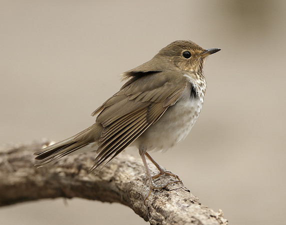 Swainson's Thrush Catharus ustulatus