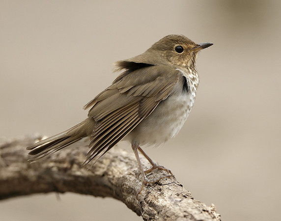 Swainson's Thrush Catharus ustulatus