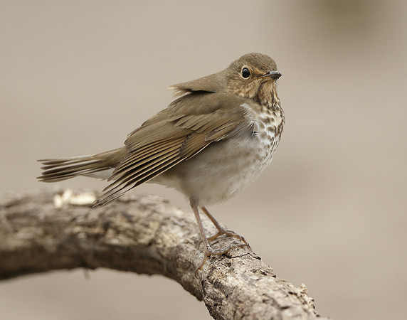Swainson's Thrush Catharus ustulatus