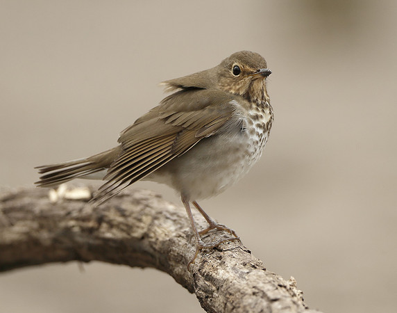 Swainson's Thrush Catharus ustulatus