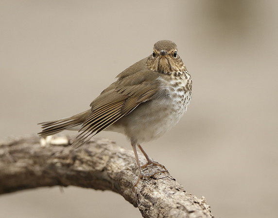 Swainson's Thrush Catharus ustulatus