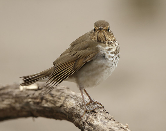 Swainson's Thrush Catharus ustulatus