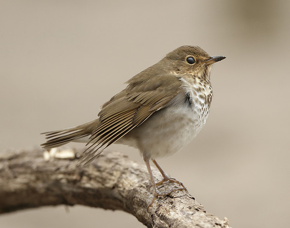 Swainson's Thrush Catharus ustulatus