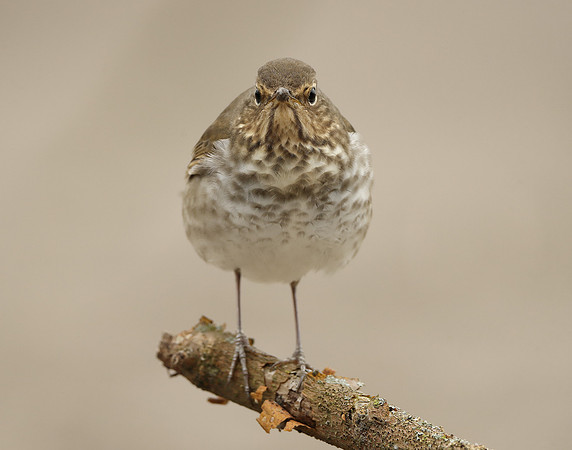 Swainson's Thrush Catharus ustulatus