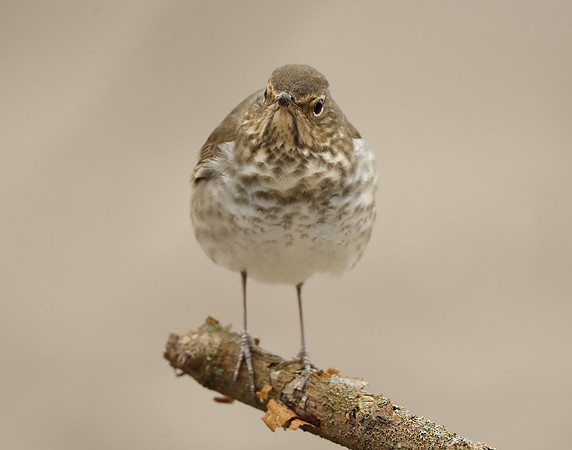 Swainson's Thrush Catharus ustulatus