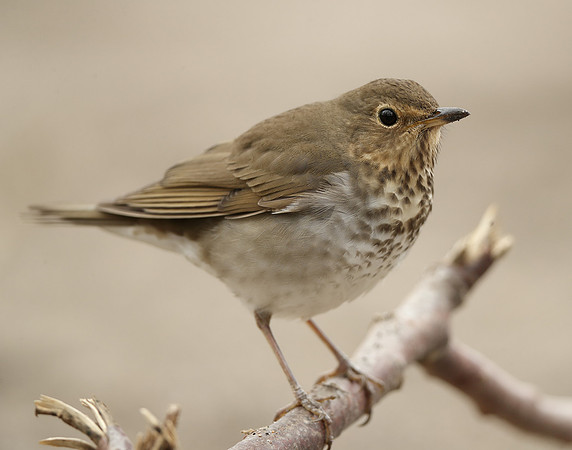 Swainson's Thrush Catharus ustulatus