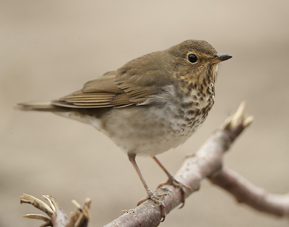 Swainson's Thrush Catharus ustulatus