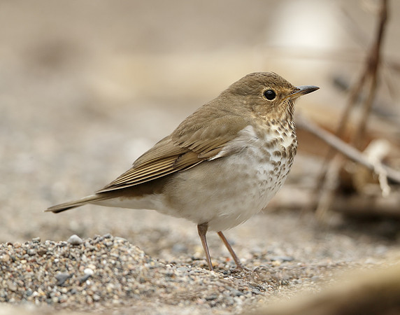 Swainson's Thrush Catharus ustulatus