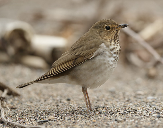 Swainson's Thrush Catharus ustulatus