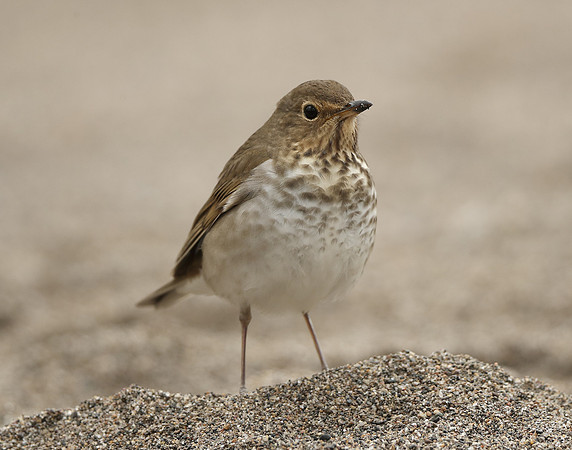 Swainson's Thrush Catharus ustulatus