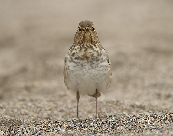 Swainson's Thrush Catharus ustulatus