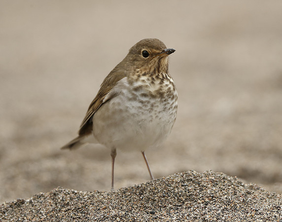 Swainson's Thrush Catharus ustulatus