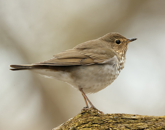 Swainson's Thrush Catharus ustulatus