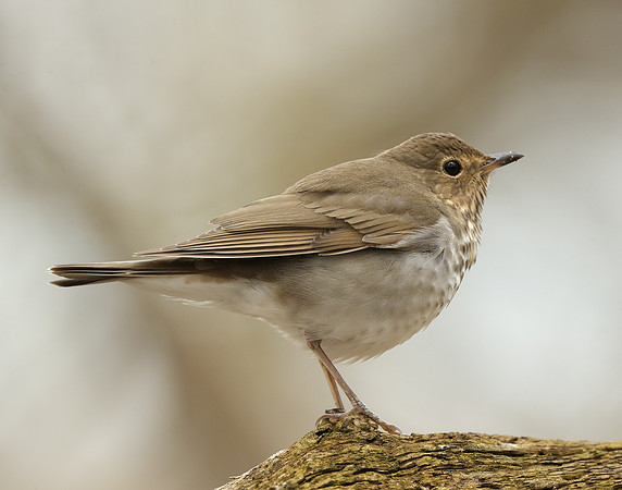 Swainson's Thrush Catharus ustulatus