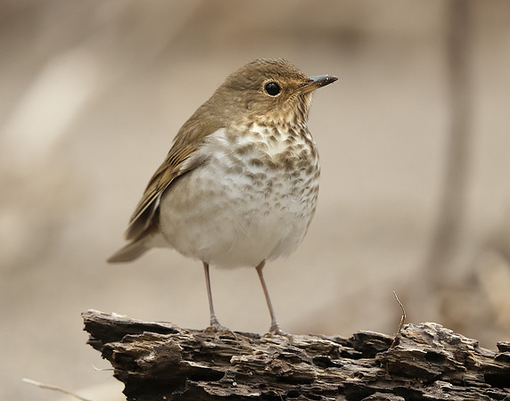 Swainson's Thrush Catharus ustulatus