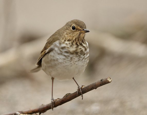 Swainson's Thrush Catharus ustulatus