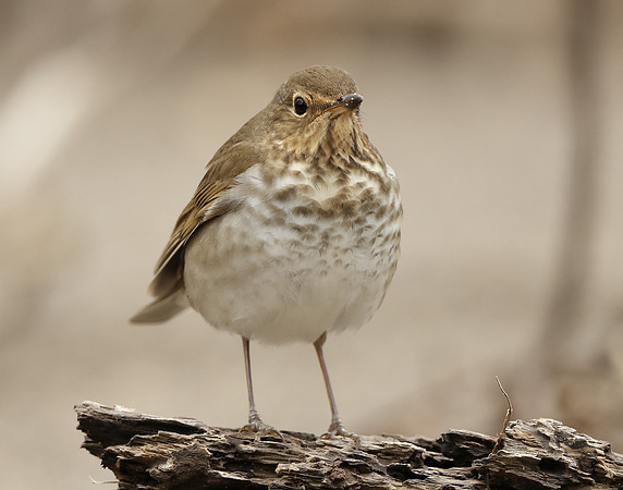 Swainson's Thrush Catharus ustulatus