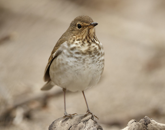 Swainson's Thrush Catharus ustulatus