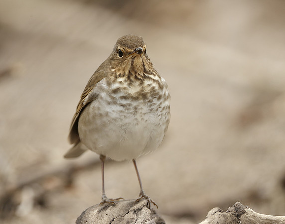 Swainson's Thrush Catharus ustulatus