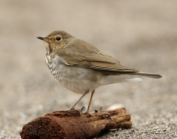 Swainson's Thrush Catharus ustulatus
